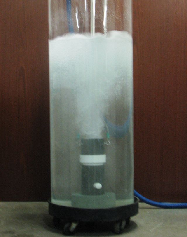 citrus degreaser, bugs